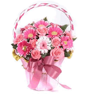 衷心祝福父亲 （已下架）-20枝粉色非洲菊,20枝粉玫瑰