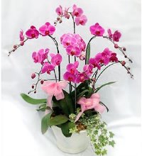 吉祥蝴蝶兰(6枝组合) - 花姿优雅，天生富贵，华丽至极